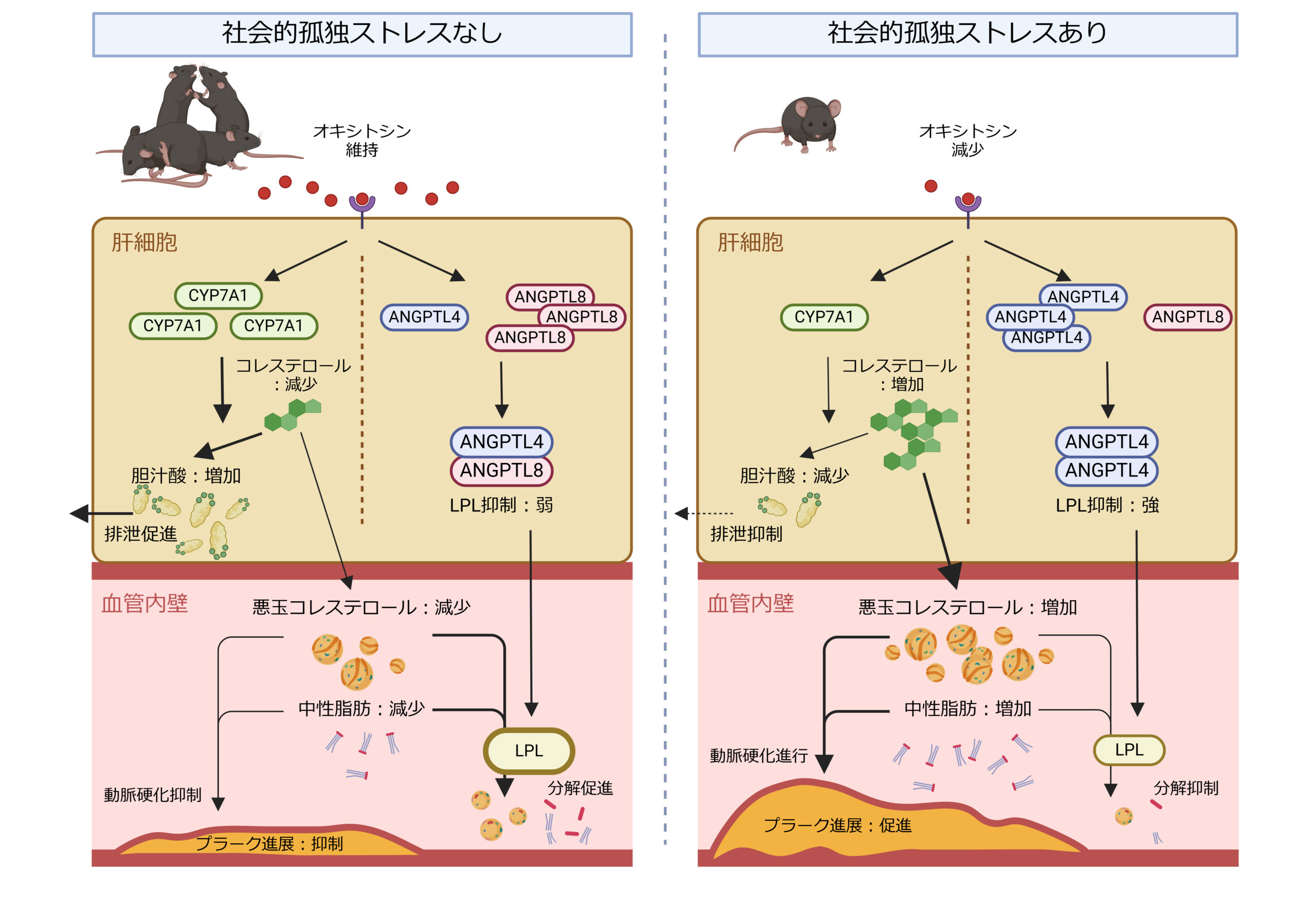 社会的孤独による動脈硬化促進の新たな分子機序を解明