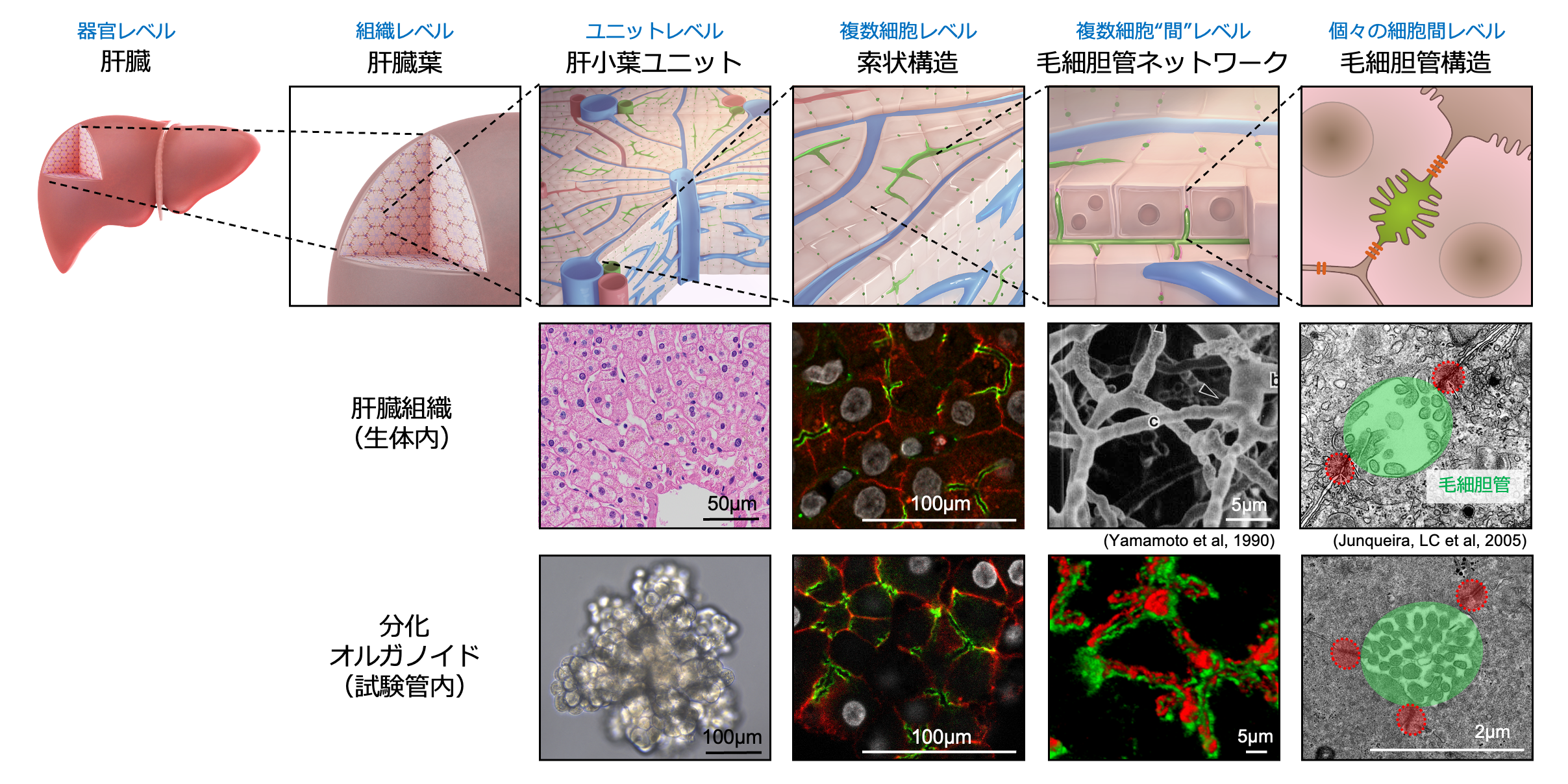 代謝機能を保持した肝細胞オルガノイドの培養法を開発